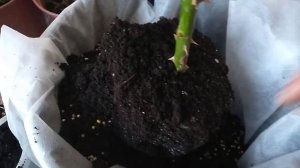 ПЕРЕСАДКА РОЗЫ В ВЕДРО СО СПАНБОНДОМ.