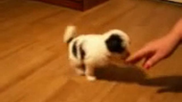 Пуховый щенок китайской хохлатой собаки смотреть онлайн