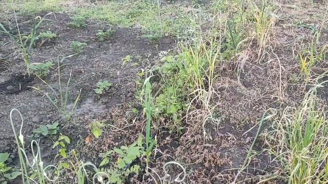 Строительный Дайджест