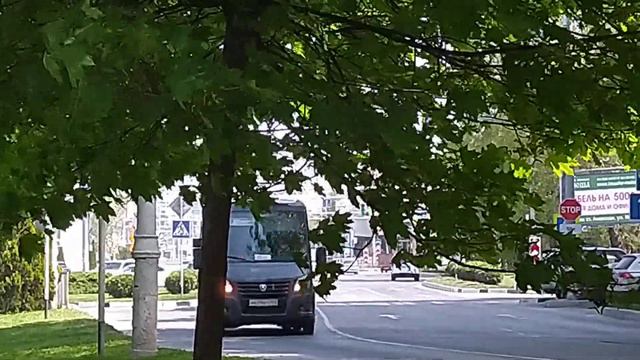 Анапа. Клёны кудрявые на Крымской. Анапское шоссе. смотреть онлайн