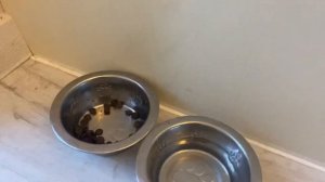 Питание щенка французского бульдога. Monge. Французский бульдог Краля ?