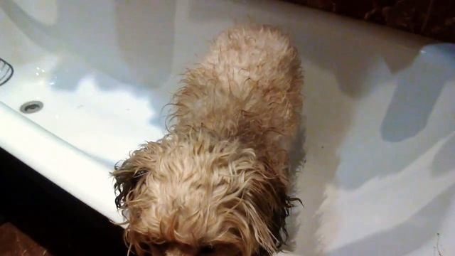 Пуховка принимал водные процедуры! смотреть онлайн