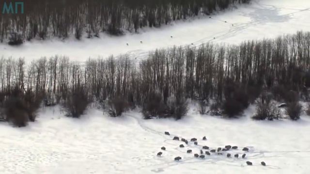 10 СУМАСШЕДШИХ БИТВ ЖИВОТНЫХ СНЯТЫХ НА КАМЕРУ смотреть онлайн