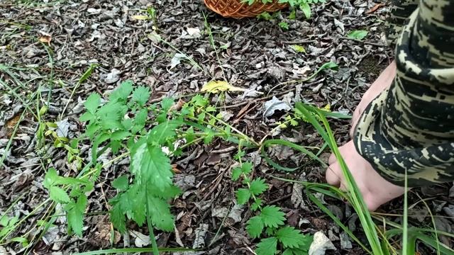 Кулинарные Изыски и Гурманство