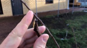 Абрикос триумф Северный