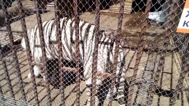 #5 Бенгальский тигр смотреть онлайн