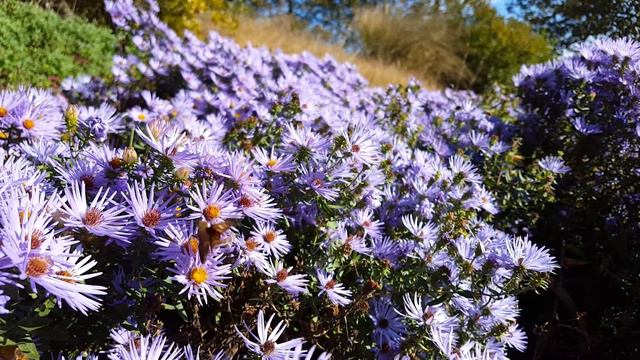 Aster 'Raydon's Favorite' all a BUZZ @ North Creek! смотреть онлайн