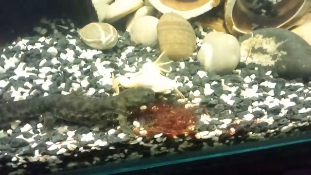 Тритон и Шпорцевая лягушка ужинают) смотреть онлайн