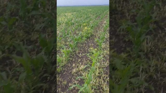 Кукуруза KWS(КВС) Акустика. Элюмис Сингента(Syngenta) смотреть онлайн