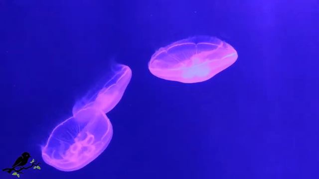 Jellyfish Aquarium ~ Relaxing Music For Sleep, Study, Meditation & Yoga • Screensaver • 12 HOURS