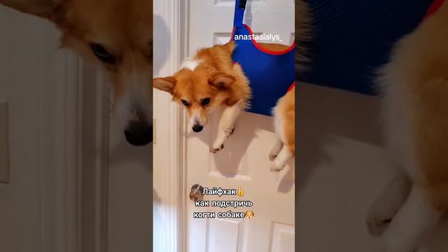 Лайфхак 👍 как подстричь когти собаке🐶 смотреть онлайн