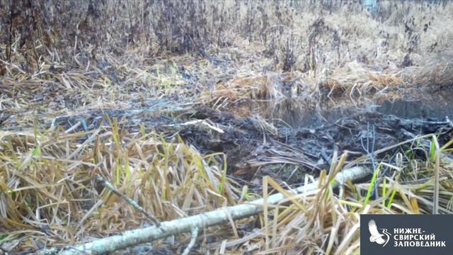 Упитанная норка смотреть онлайн