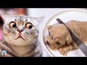 Реакция кошек и собак на разрезание Торта #4. Подборка приколов с животными