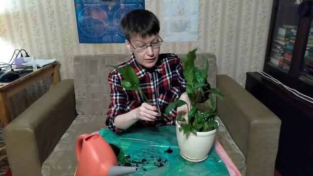 Пересадка, обновление спатифиллума смотреть онлайн
