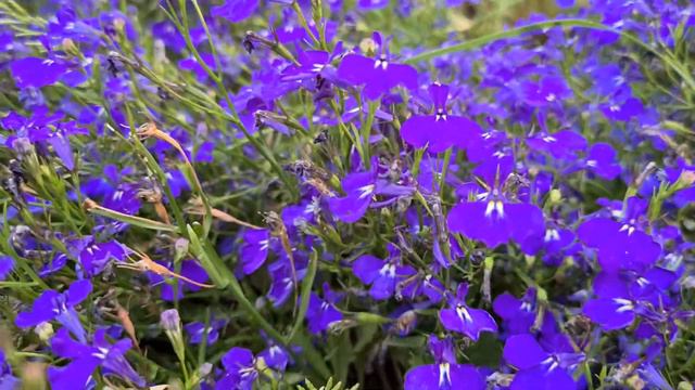 לובליה שרועה Lobelia erinus смотреть онлайн