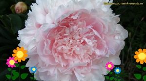 Пион многоцветковый Альберт Круз. Краткий обзор, описание paeonia lactiflora Albert Crousse