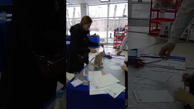 Британский котенок на выставке в Минске смотреть онлайн