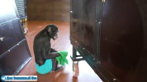 ЭТО ЧТО ЗА ЧУДО ПРИРОДЫ?! Шимпанзе Боня в очередной раз выдаёт перлы!