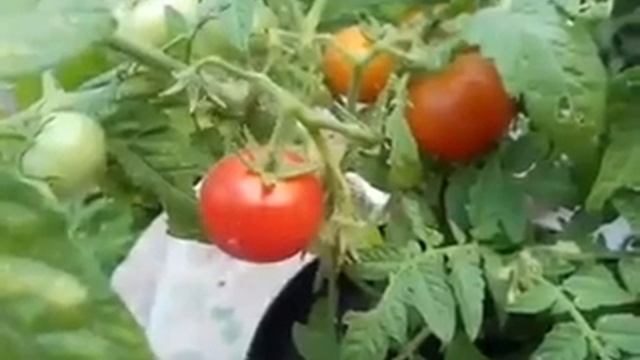Балконные / комнатные томаты. Томатный "Бонсай" на подоконнике смотреть онлайн