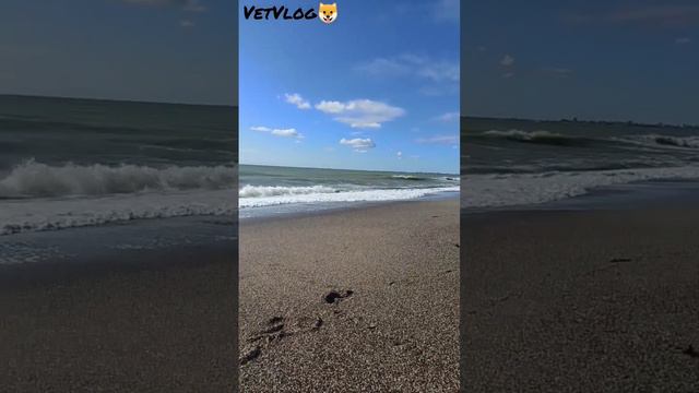 Ах море 🐱🐶 смотреть онлайн