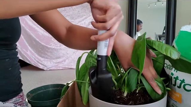 Repot my peace lily for the 1st time. смотреть онлайн
