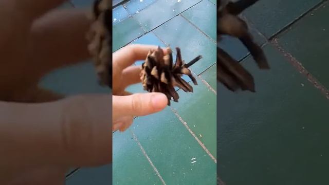 Обзор на "Еловые шишки" смотреть онлайн