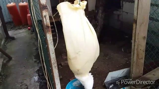Индюшка 7 месяцев, Биг 6, забой,вес смотреть онлайн