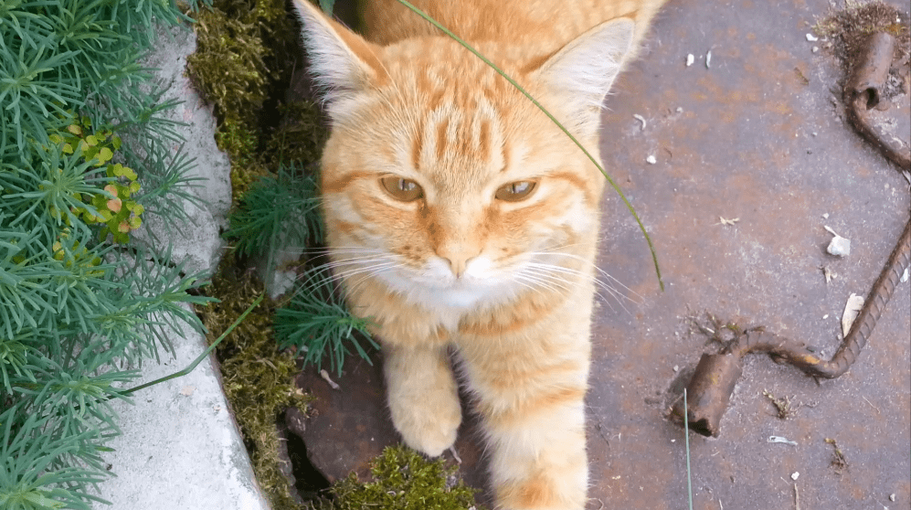 Городские коты смотреть онлайн