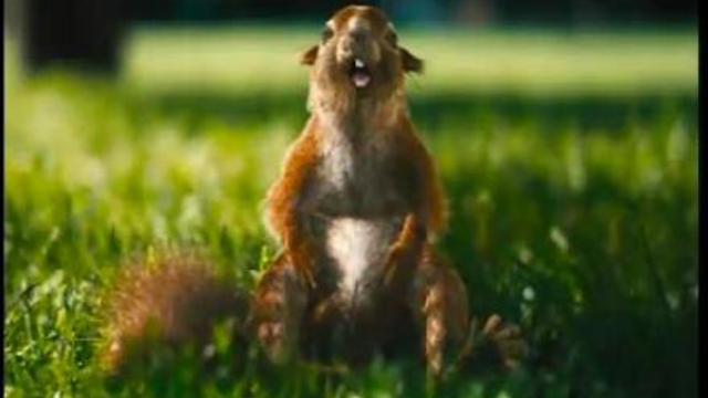 Ролик про белок!! Очень милый ролик!! смотреть онлайн