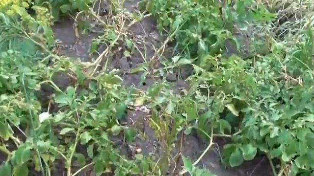 Картошка желтеет и разваливается смотреть онлайн