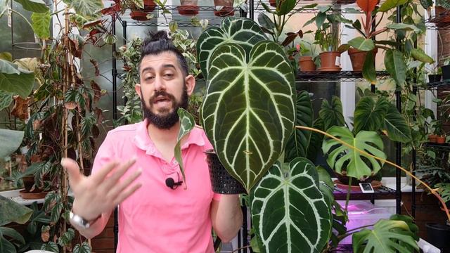 Anthurium Crystallinum Care And Storytime
