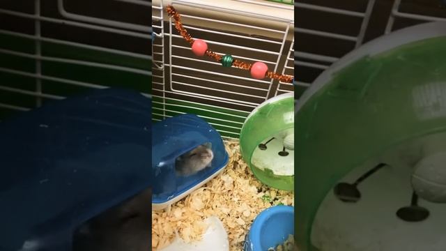 Cute sleepy hamsters??Как хомяк зевает смотреть онлайн
