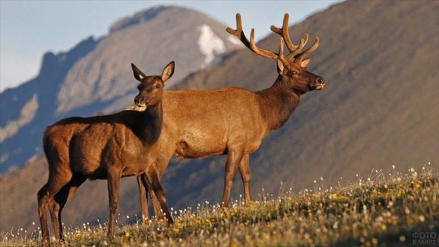 94. Обзор фигурки Safari LTD вапити (арт. 180329, 2013) смотреть онлайн