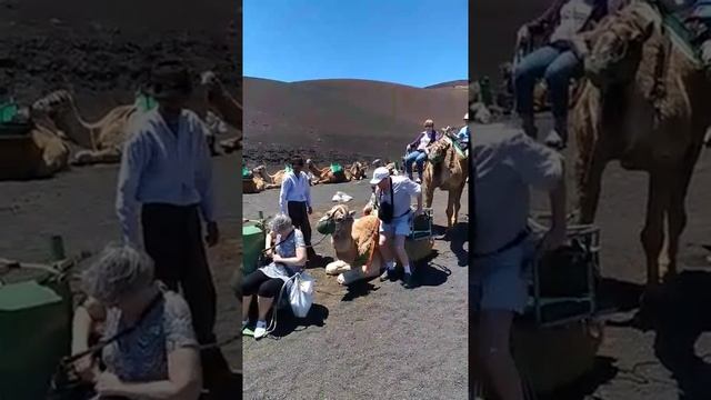 Катаемся на верблюдах на острове Ланцеротэ... Посадка как видите не очень мягкая! смотреть онлайн