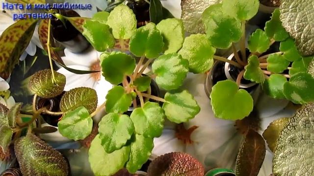 Цветочные будни :высаживаем черенки эписций, колумней, фиалок и других растений смотреть онлайн