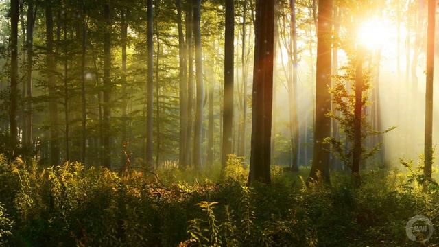 Enchanting Flute Music for Your Relaxation & Inner Peace 😌 Become A Zen Master ☯ смотреть онлайн