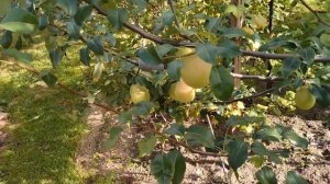 Груша Велеса.