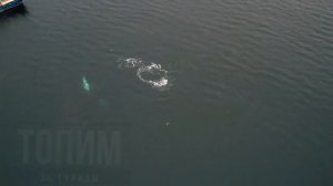 Киты зашли в пос. Териберка. Баренцево море. Мурманск