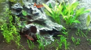 Запуск аквариума Juwel RIO 125     10 дней. Первые рыбки. Скалярии Кои и Фантомы.