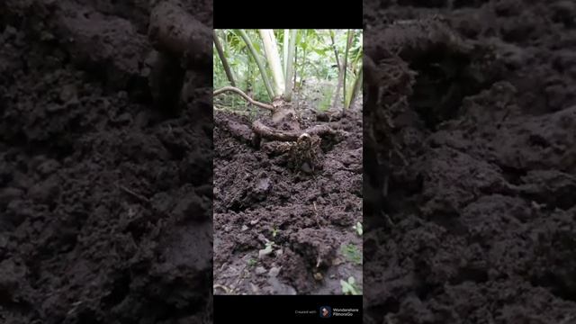 Philodendron/Selloum/Indoor Plant Propagation/the Easyway