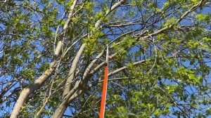 Штанговый сучкорез с пилой