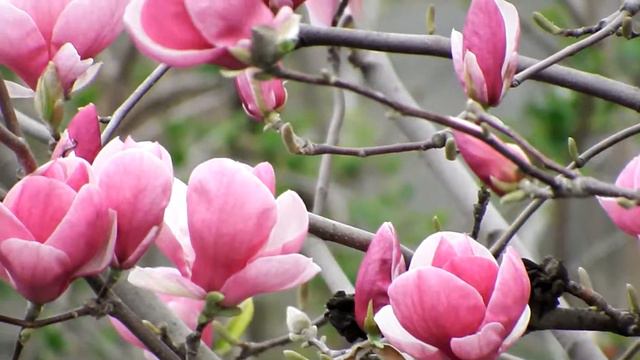 Экзотическое растение. Магнолия./ Exotic plant. Magnolia. смотреть онлайн