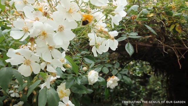 Create Your Forest Garden 3 Of 20 Ideas: Soil-Genius-Research Tu Jardín Forestal Jardin Forestier