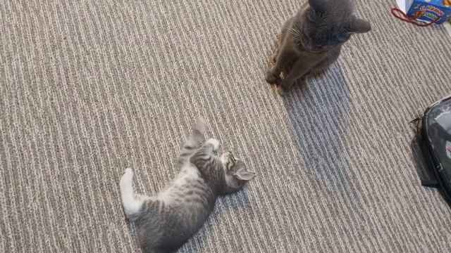 Кошка Лиза обижает своего котенка смотреть онлайн