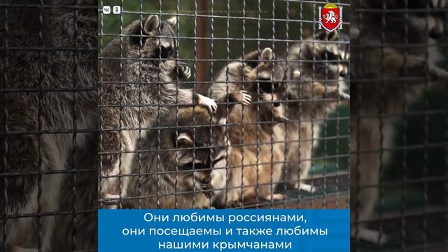 Амбассадор от Крыма Олег Зубков! Парк львов "Тайган" смотреть онлайн