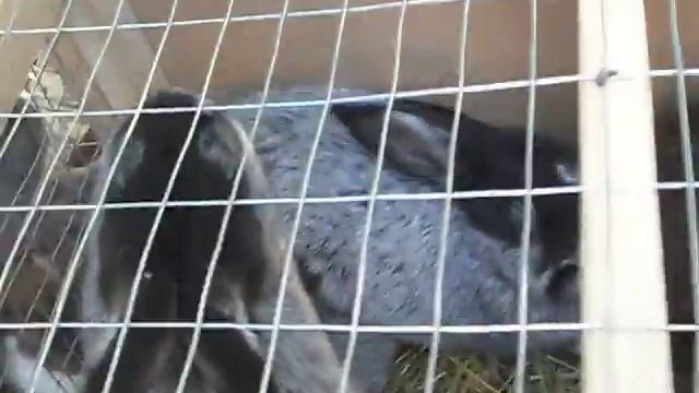 Выставка г. Конотоп 23.05.2015 - кролики проды Большое светлое серебро смотреть онлайн