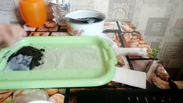 Пересаживаем рассаду цветов циннии, георгин ,выращенных без земли, из "рулетиков" в "пеленки" смотреть онлайн