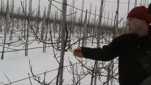 pinova 2 смотреть онлайн