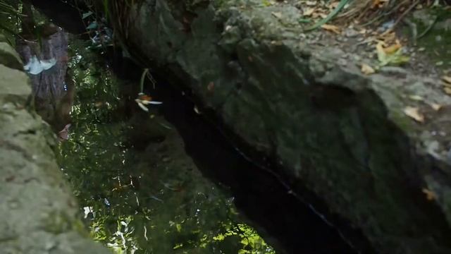 прогулка в воронцовском парке смотреть онлайн