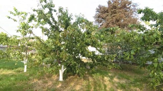 Краснодарский край. Защита сада баковой смесью: нет болезней и вредителей(23.05.2023) смотреть онлайн